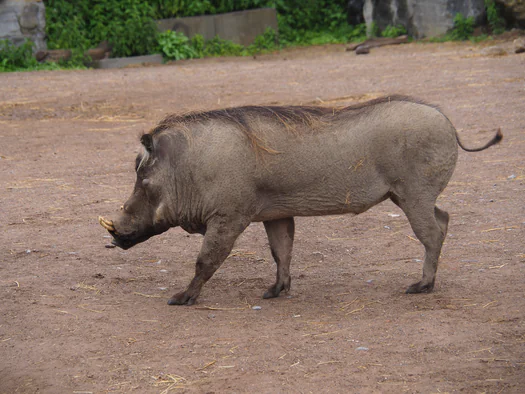 Pairi Daiza (Brugelette, Belgium)